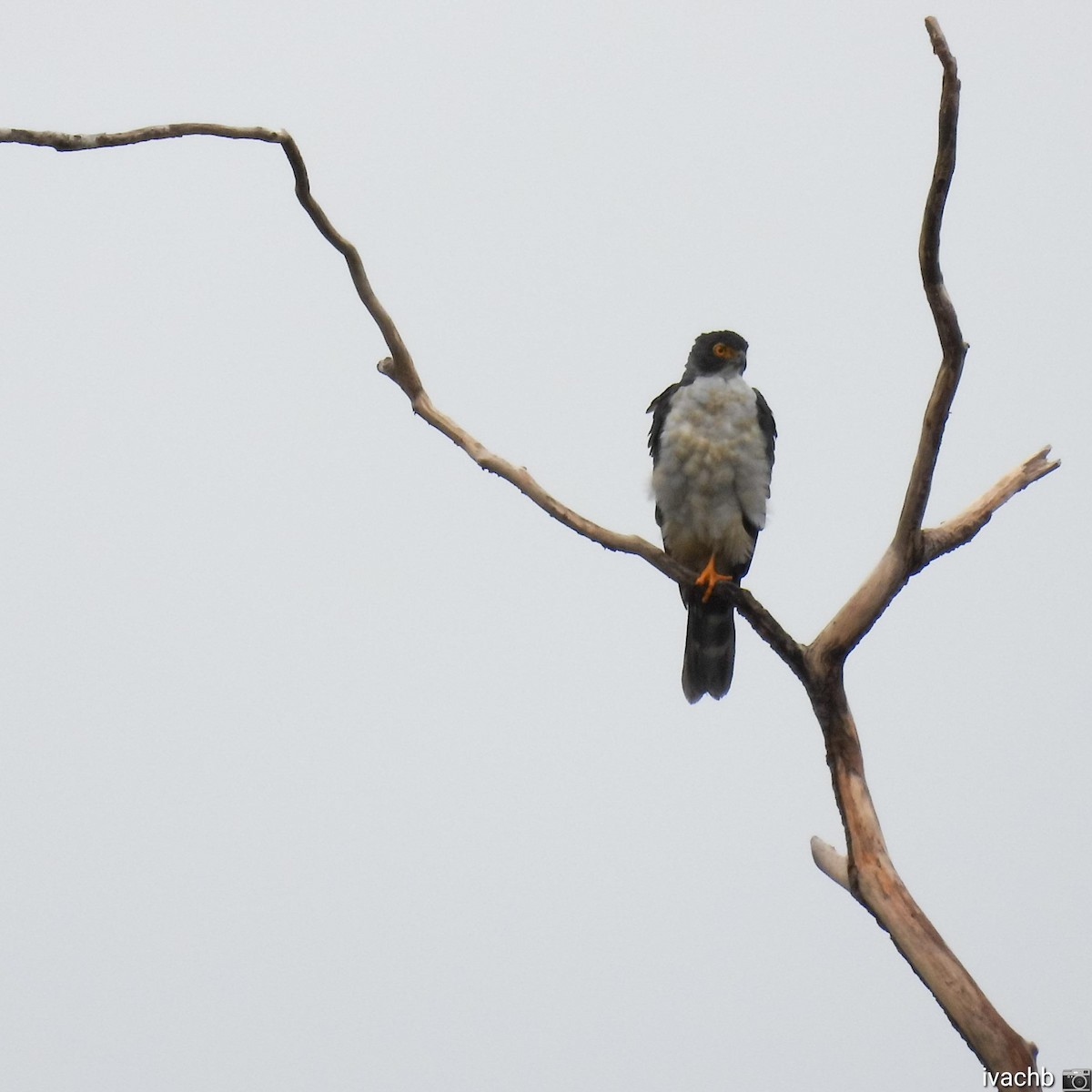 Gray-bellied Hawk - Ivannia Chinchilla