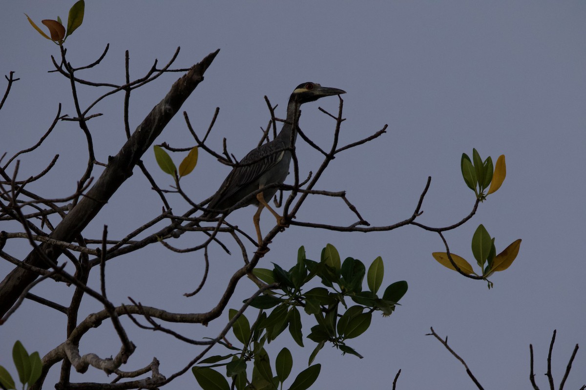 Yellow-crowned Night Heron - ML591213981