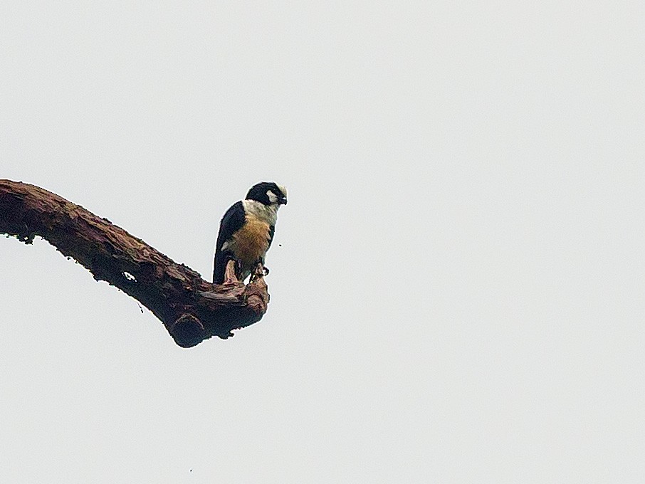 White-fronted Falconet - ML591214261