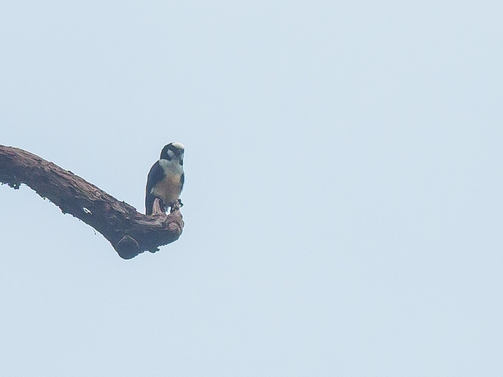 White-fronted Falconet - ML591214301