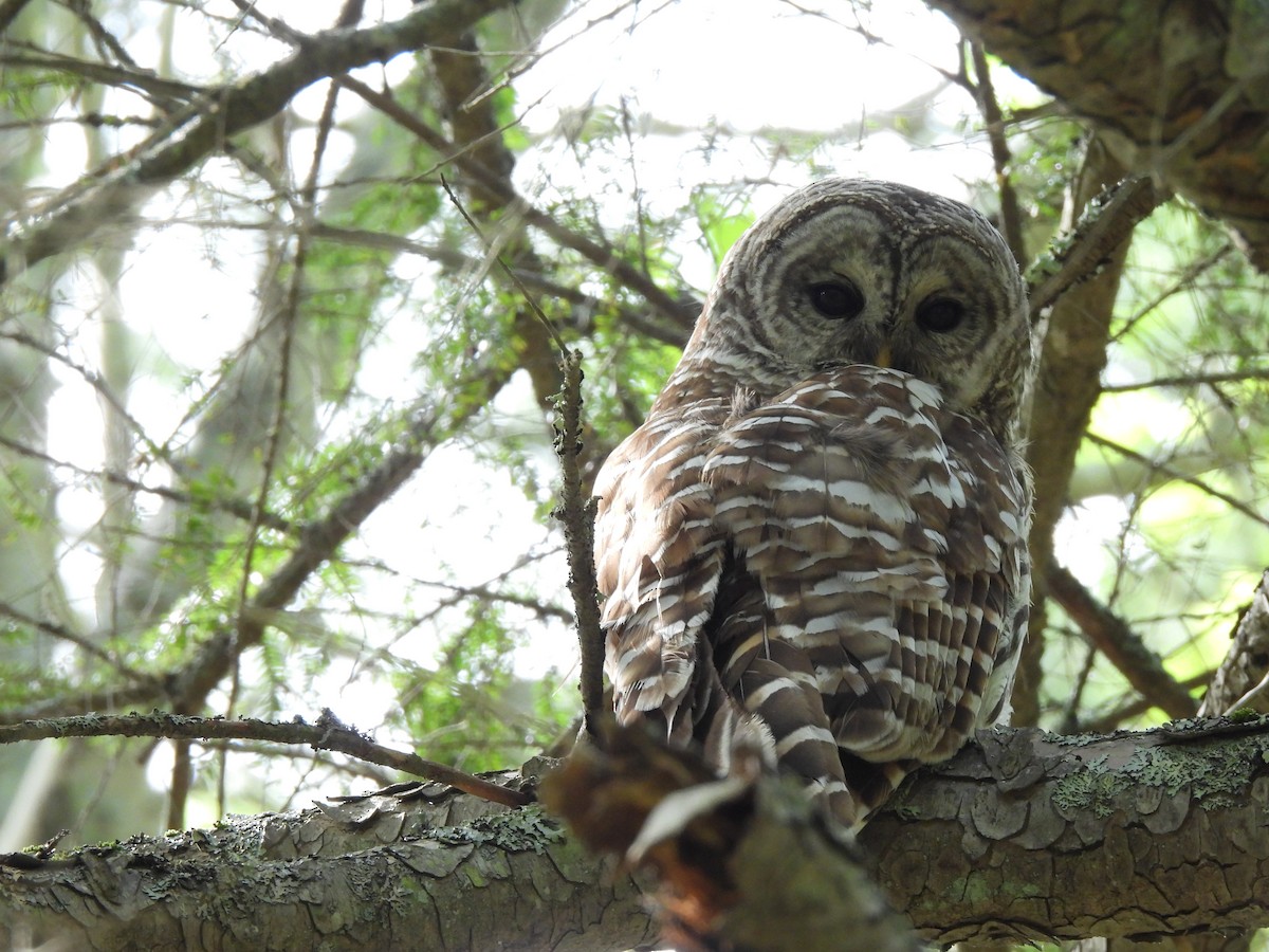 Barred Owl - ML591214821