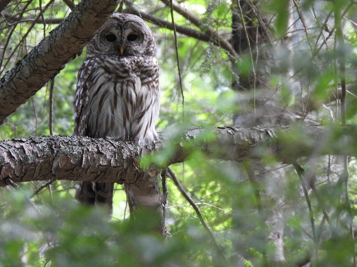 Barred Owl - ML591214831