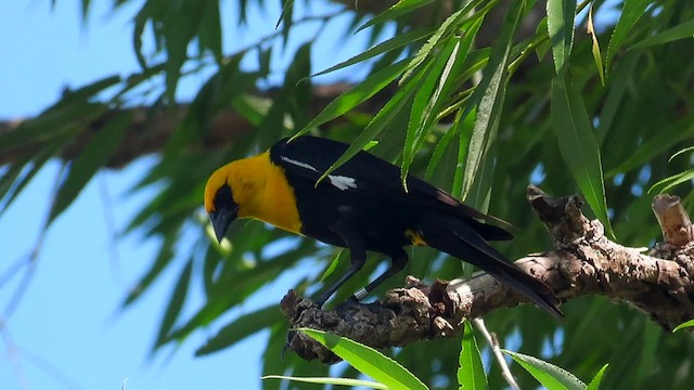 Yellow-headed Blackbird - ML591222971