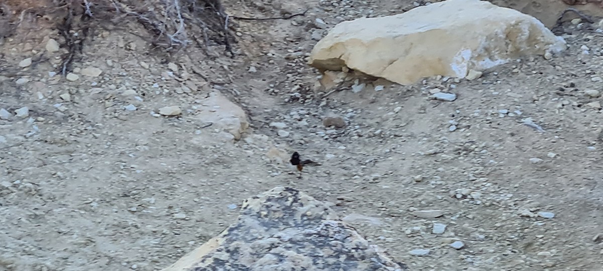 Spotted Towhee - ML591223521