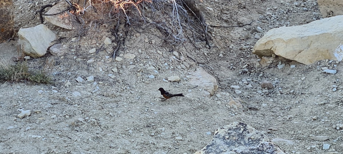 Spotted Towhee - ML591223541