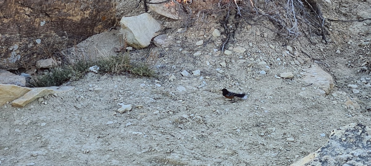 Spotted Towhee - ML591223551