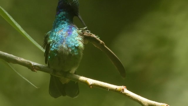 kolibřík zelený - ML591224301