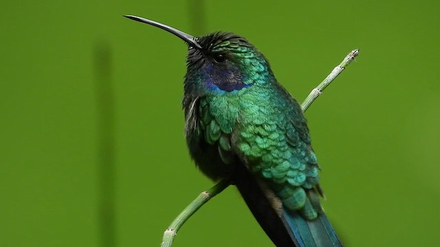 kolibřík zelený - ML591224321