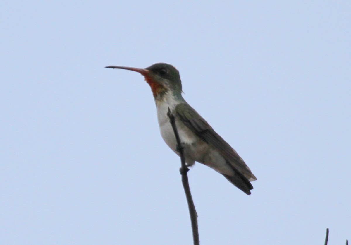 Green-fronted Hummingbird - ML59122531