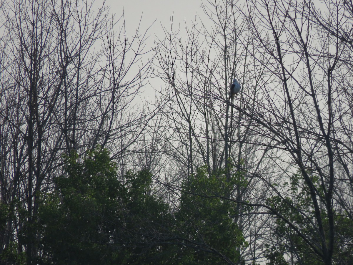 White-tailed Kite - ML591226511