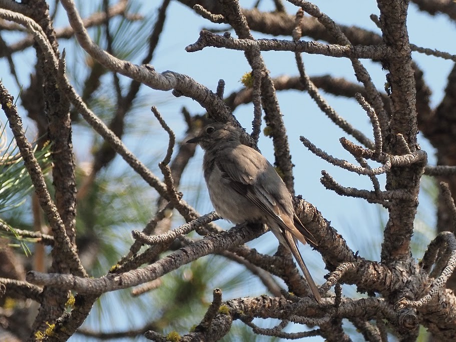 Townsend's Solitaire - ML591227751