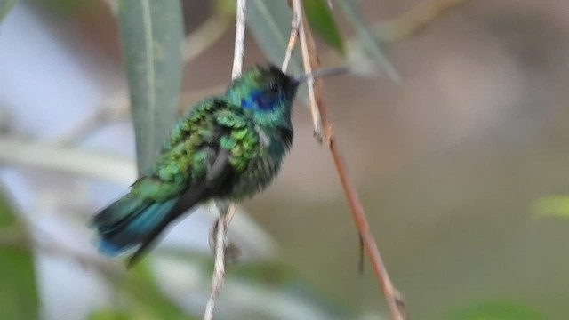 kolibřík zelený - ML591228661