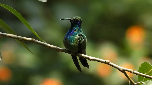 kolibřík zelený - ML591229571