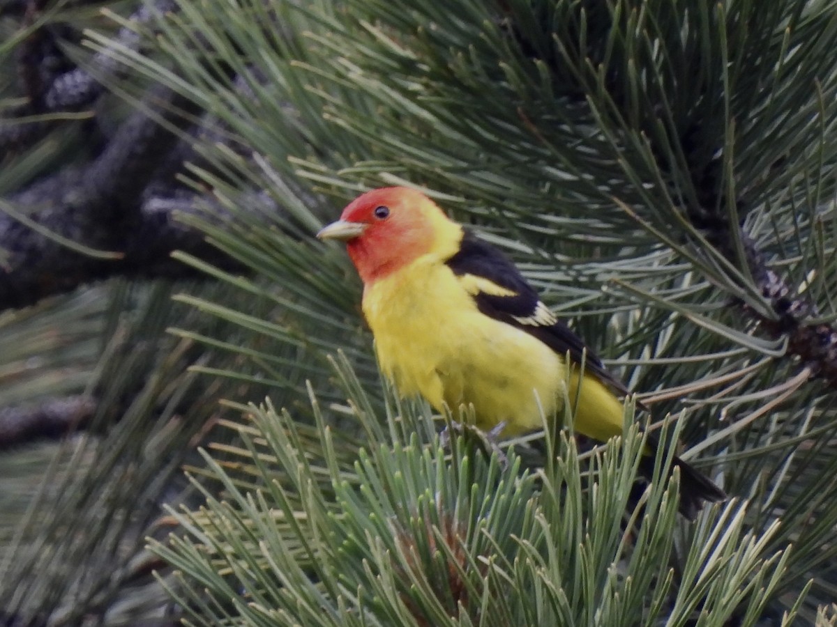 Western Tanager - ML591237731