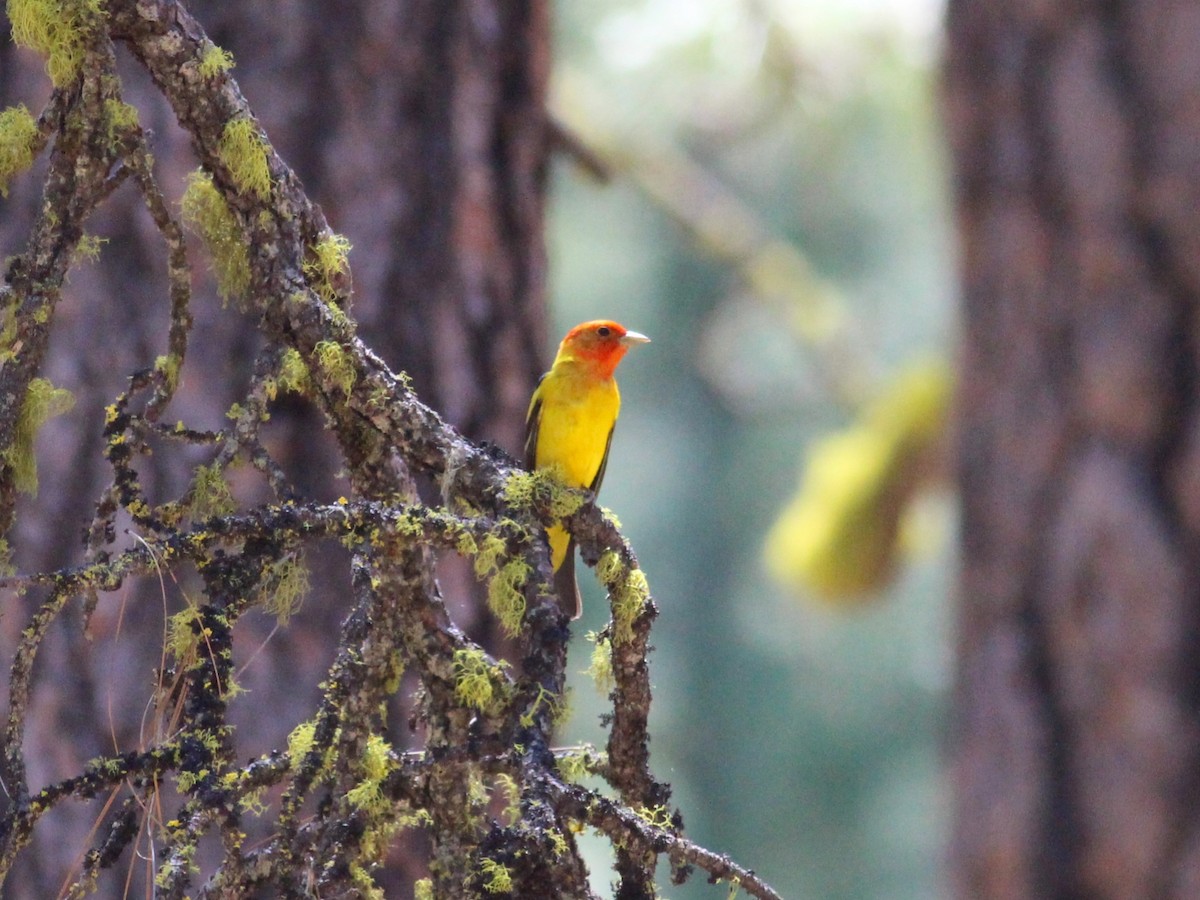 Western Tanager - ML591240491