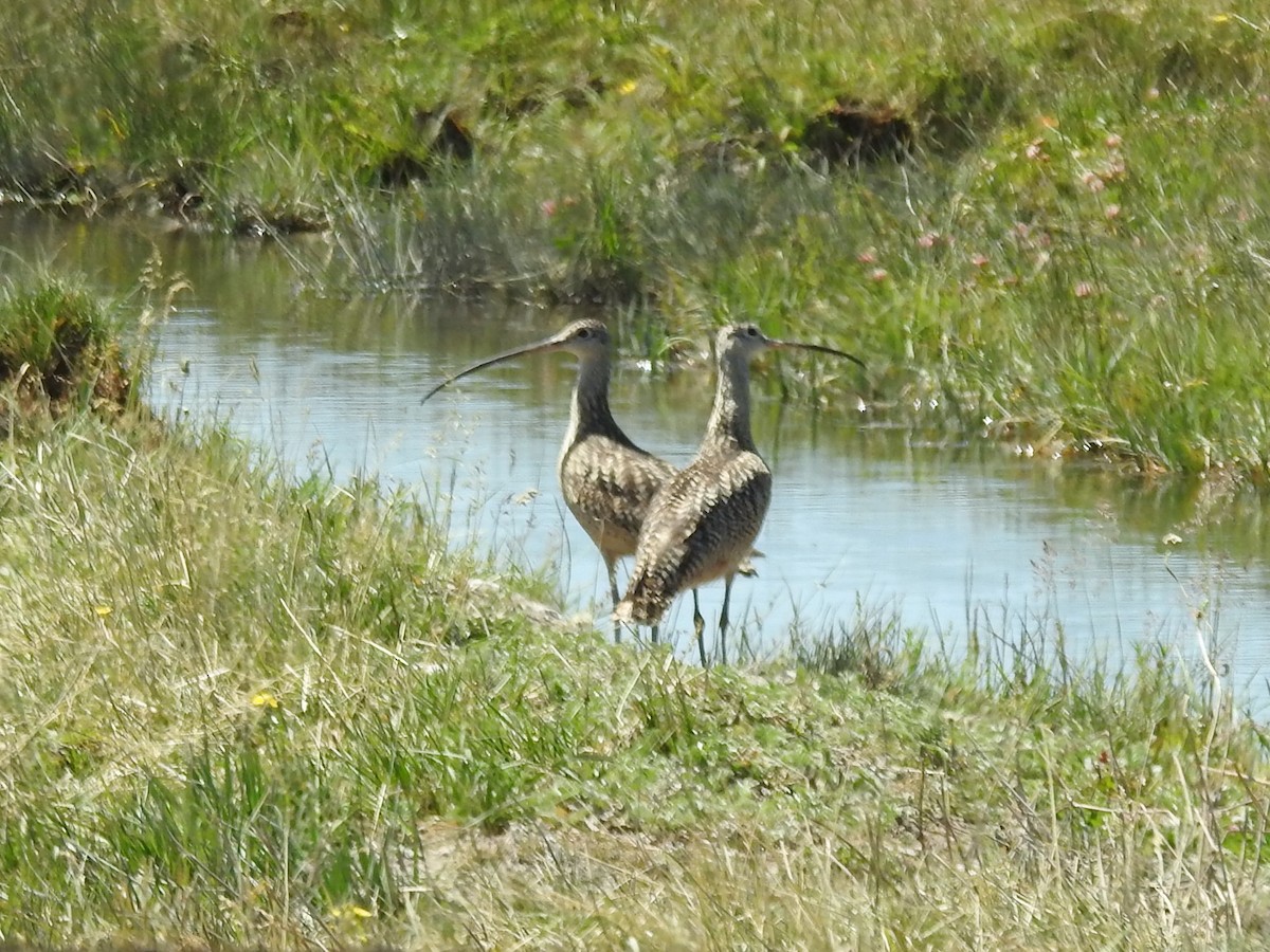 Long-billed Curlew - ML591245371
