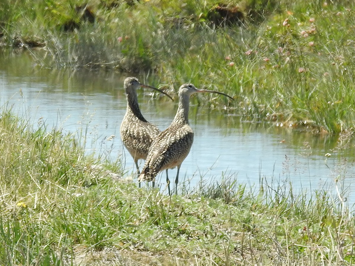 Long-billed Curlew - ML591245381
