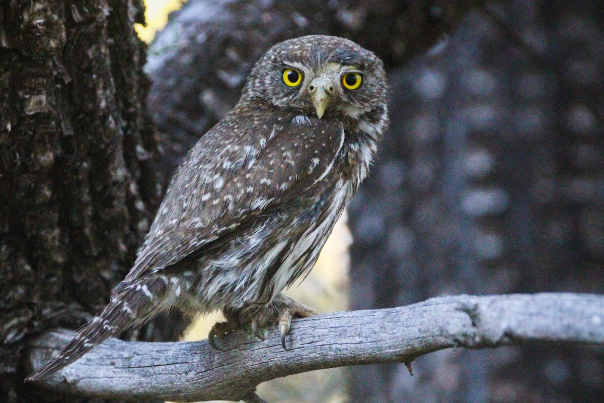 Northern Pygmy-Owl - ML591247721