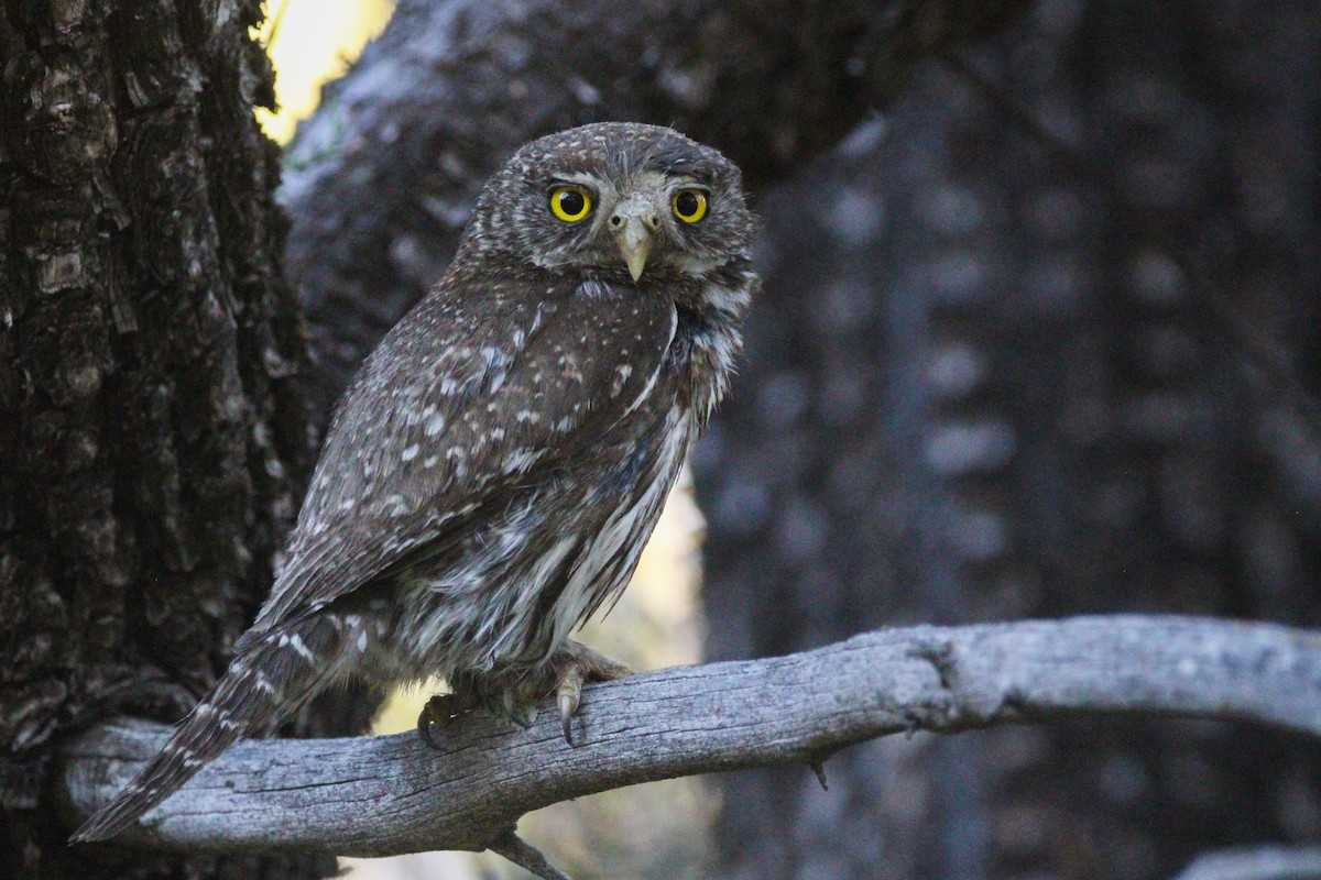 Northern Pygmy-Owl - John Wilson
