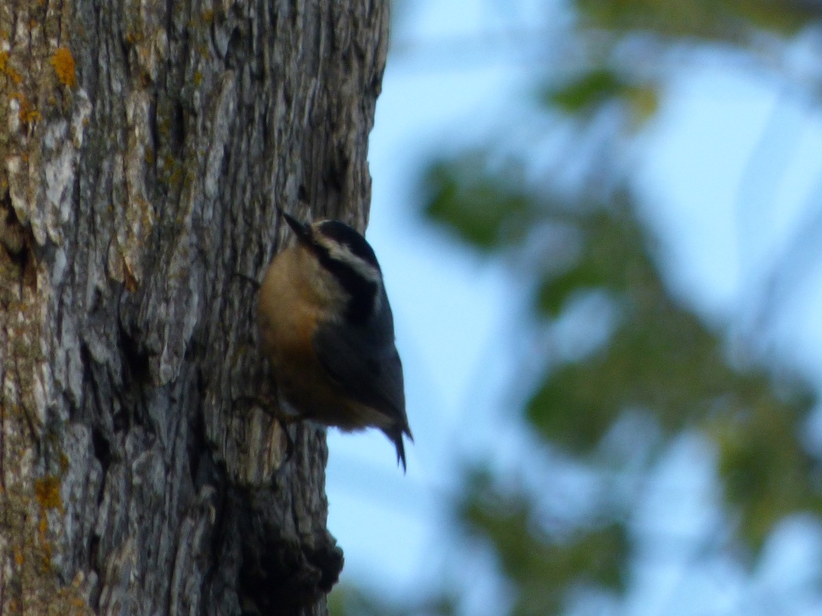 Red-breasted Nuthatch - Patrice Blouin