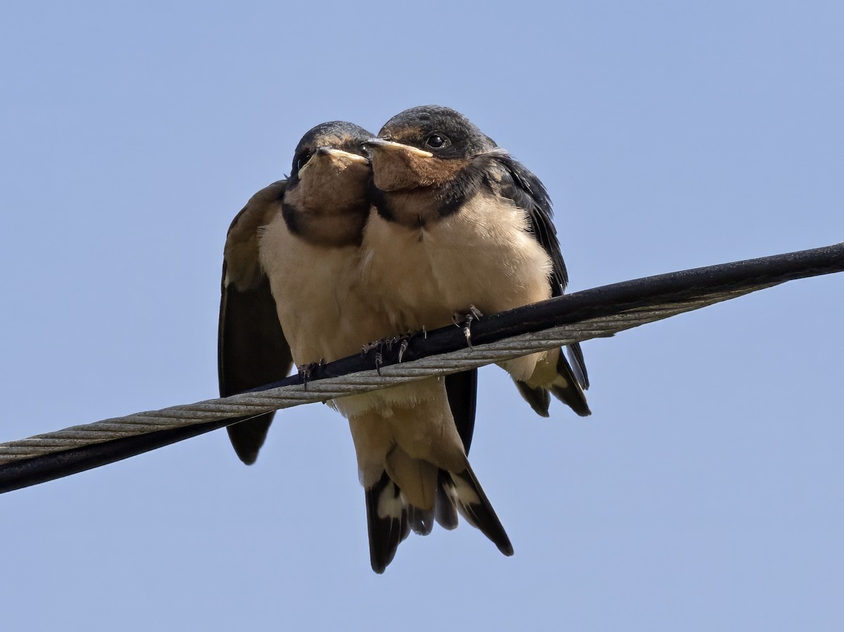 Barn Swallow (American) - ML591255351