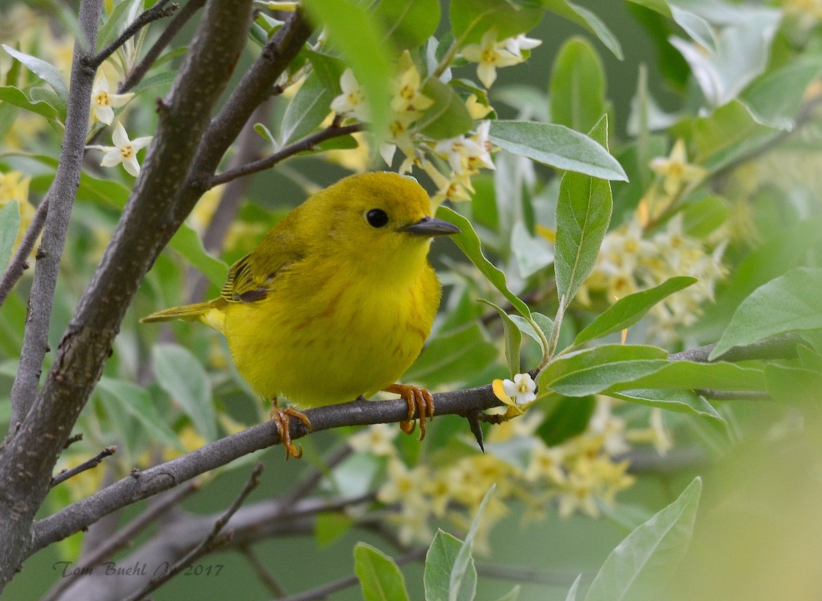 Yellow Warbler - Tom Buehl Jr.