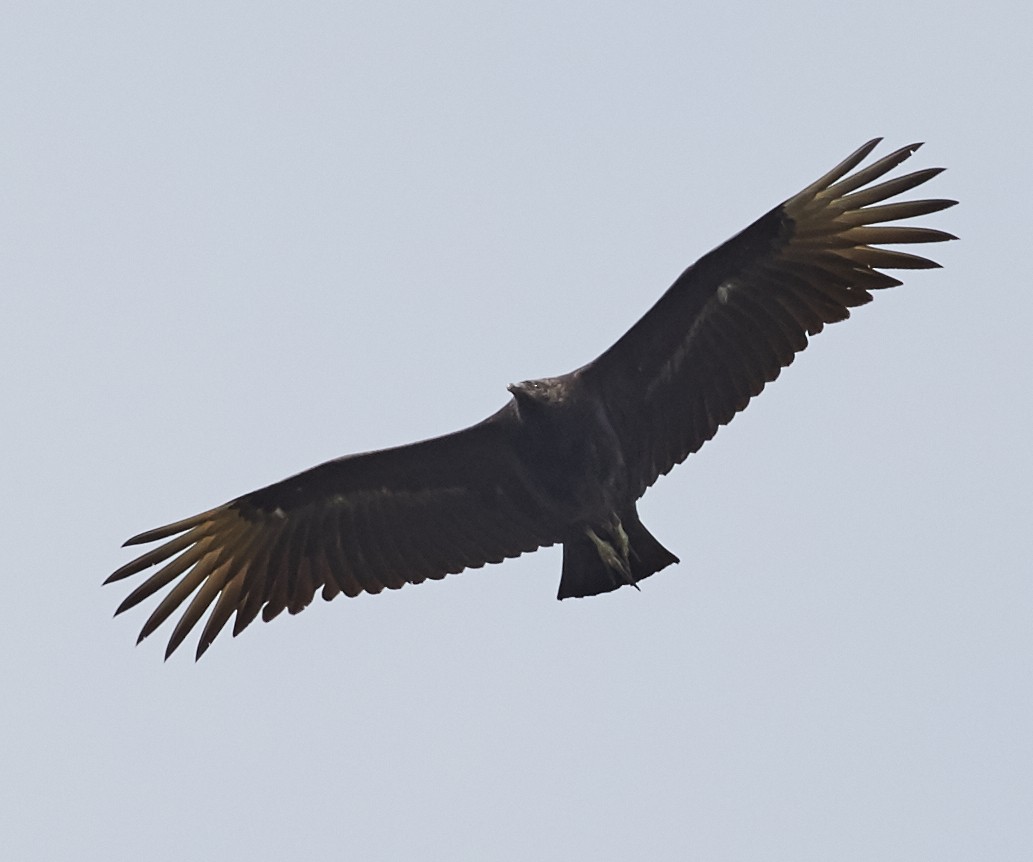 Black Vulture - ML59126231