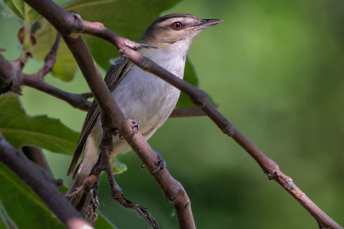 Red-eyed Vireo - chef Ito