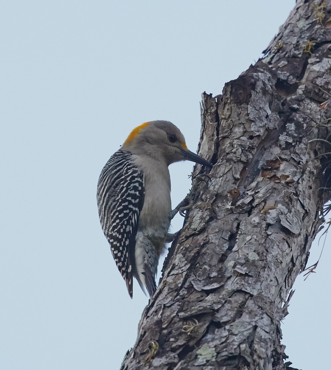 Golden-fronted Woodpecker - ML59126571