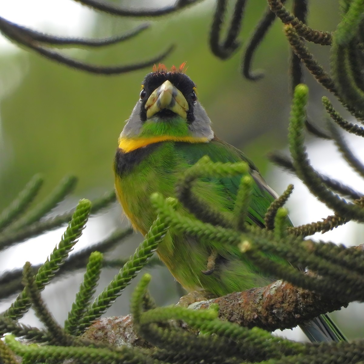 Fire-tufted Barbet - ML591266521