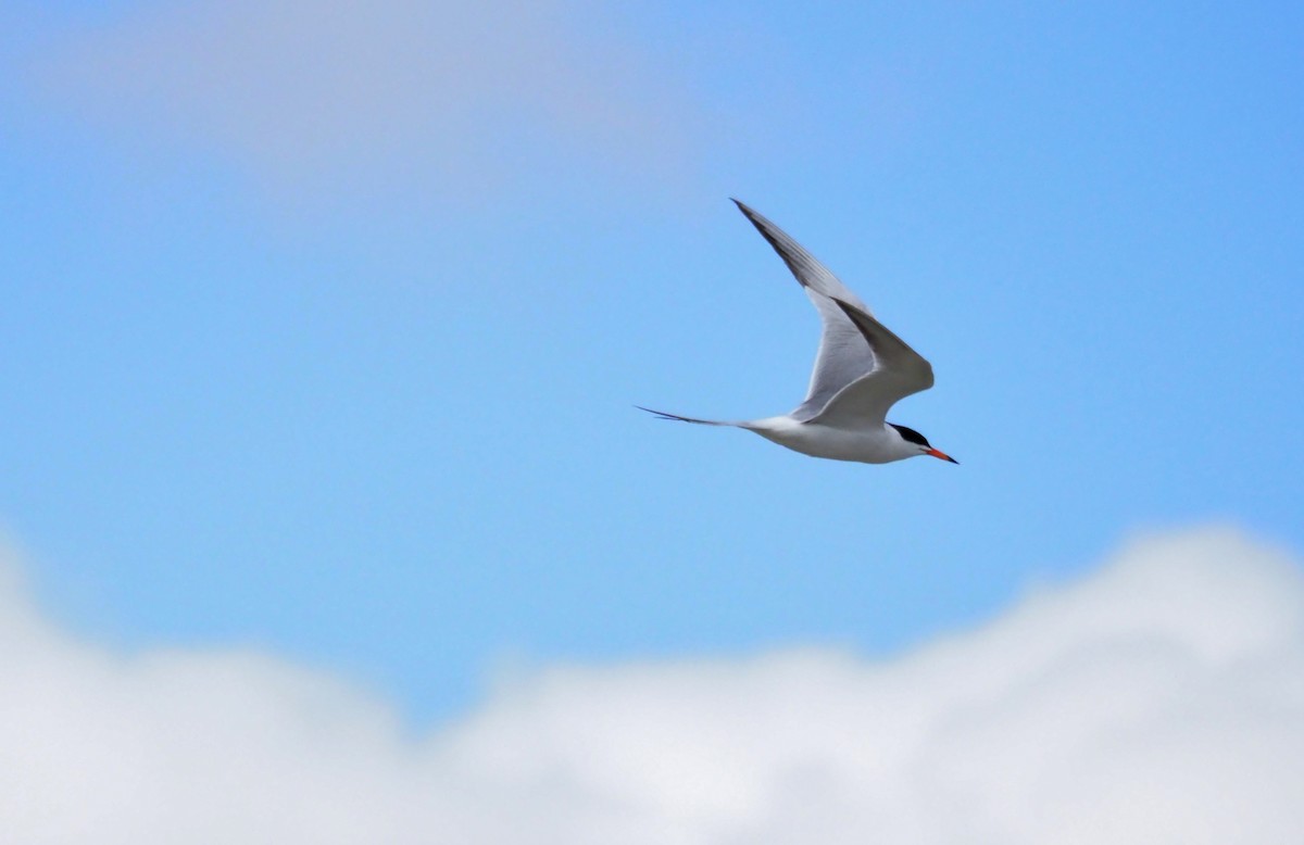 Common Tern - Steve Wickliffe