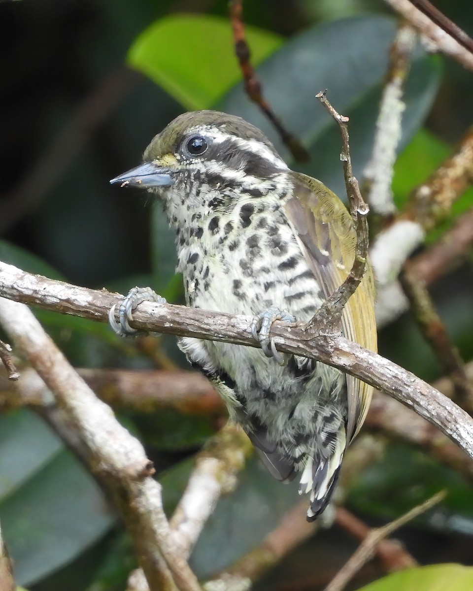Speckled Piculet - ML591269311
