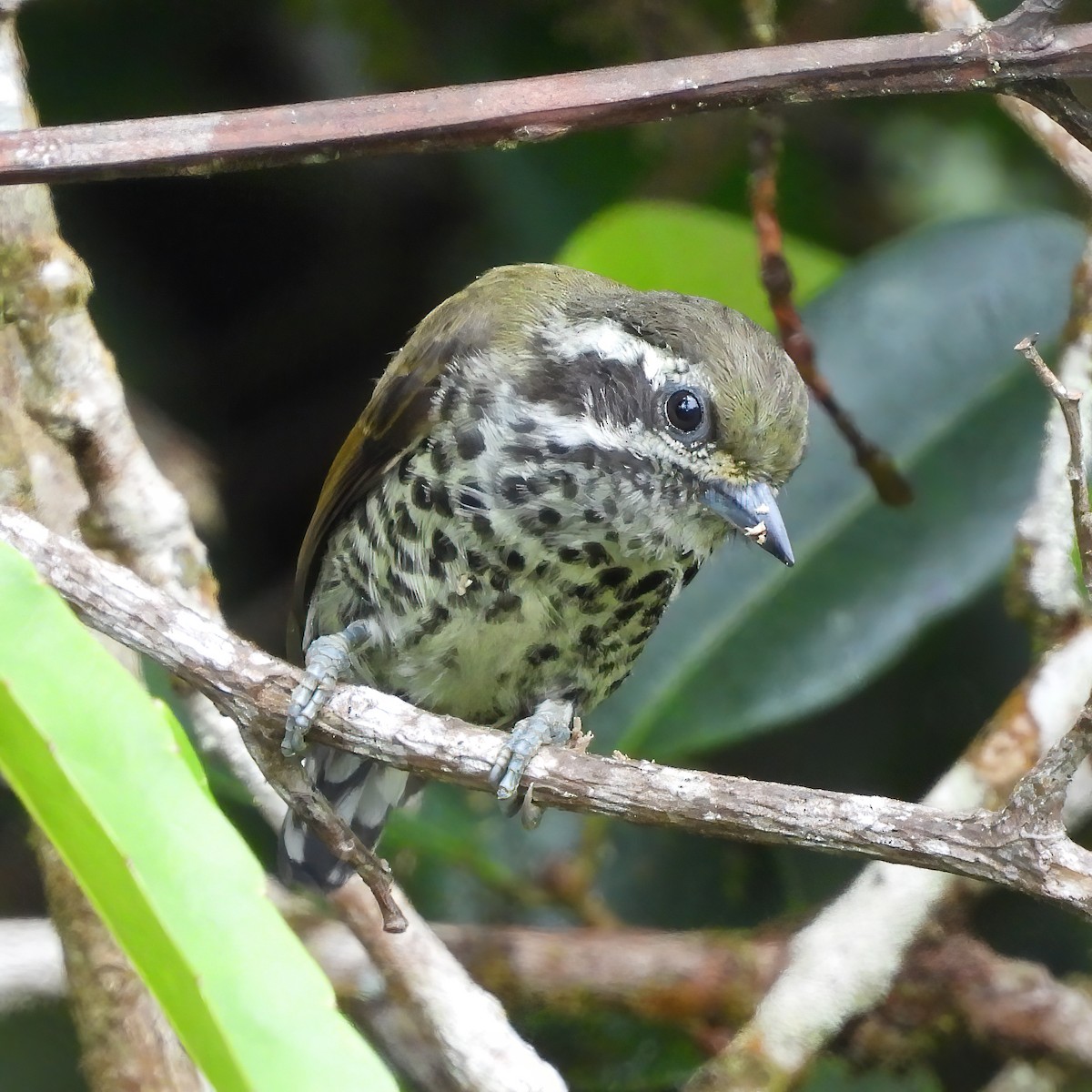 Speckled Piculet - ML591269321