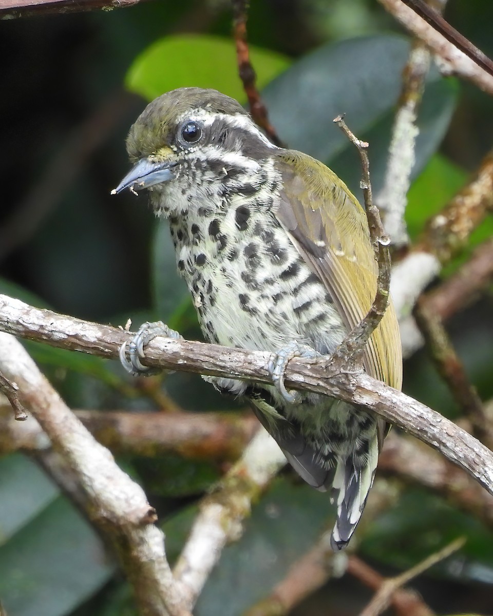 Speckled Piculet - ML591269331