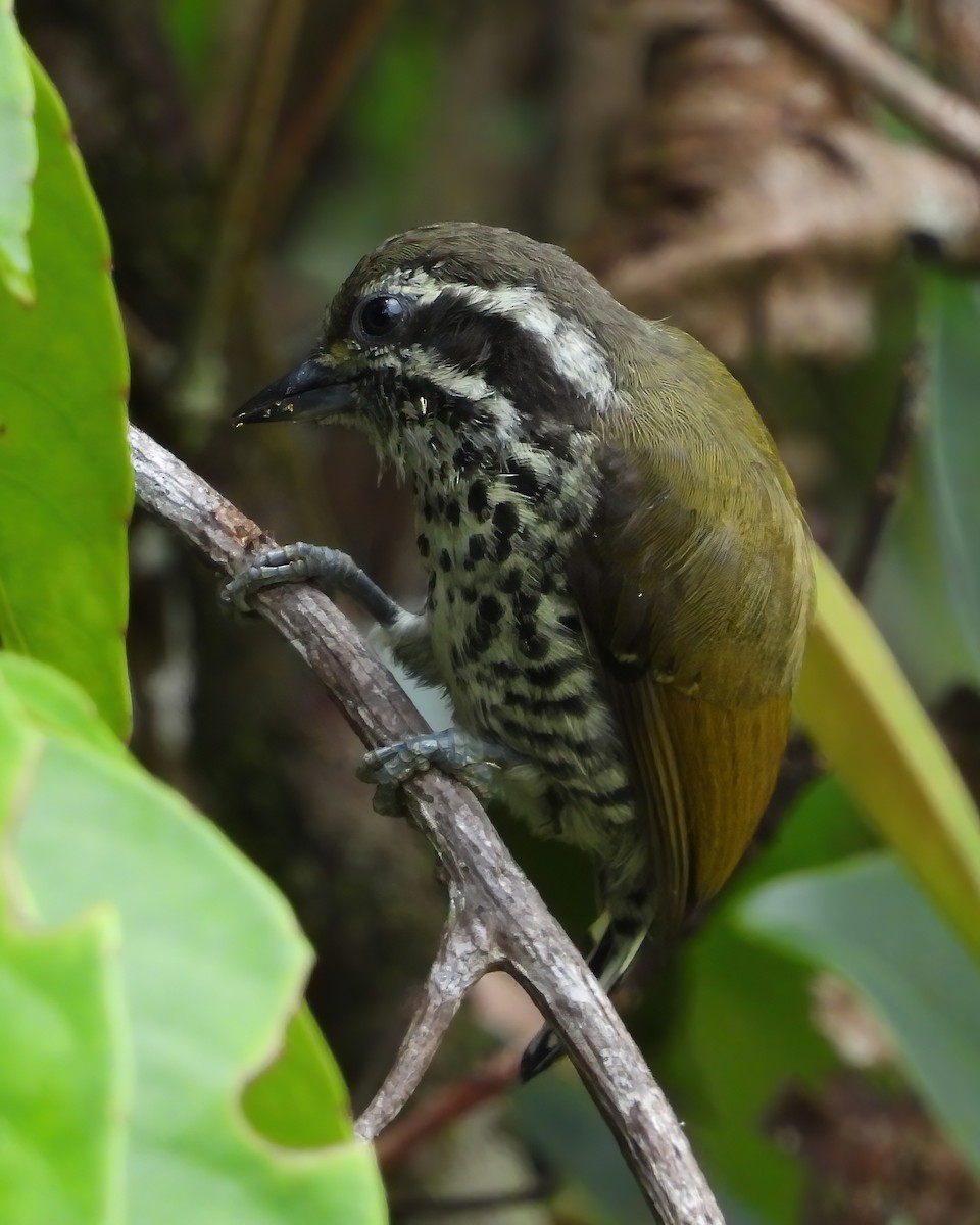 Speckled Piculet - ML591269341