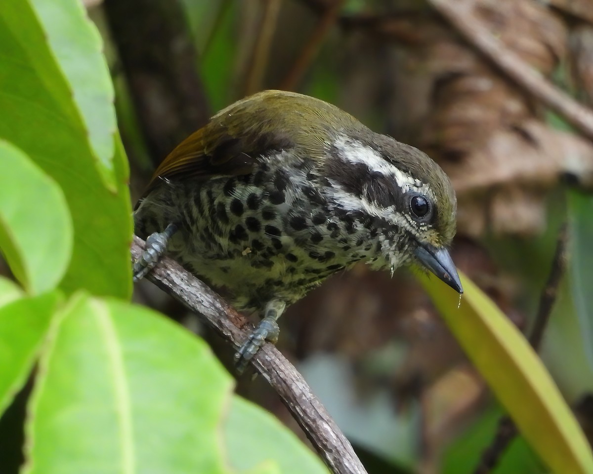 Speckled Piculet - ML591269351