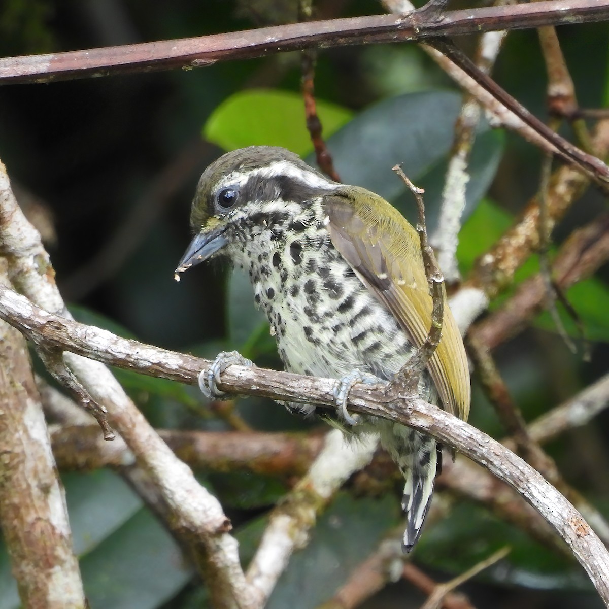 Speckled Piculet - ML591269361