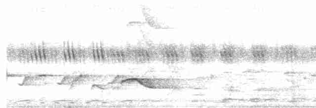Пестрогрудый зимородок - ML591269761