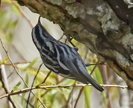 Black-and-white Warbler - ML59127431