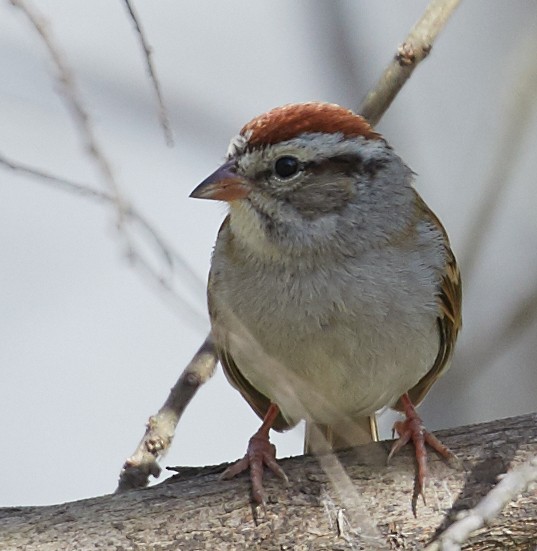 Chipping Sparrow - ML59127551