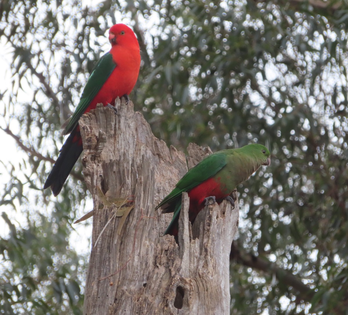 Avustralya Kral Papağanı - ML591277441