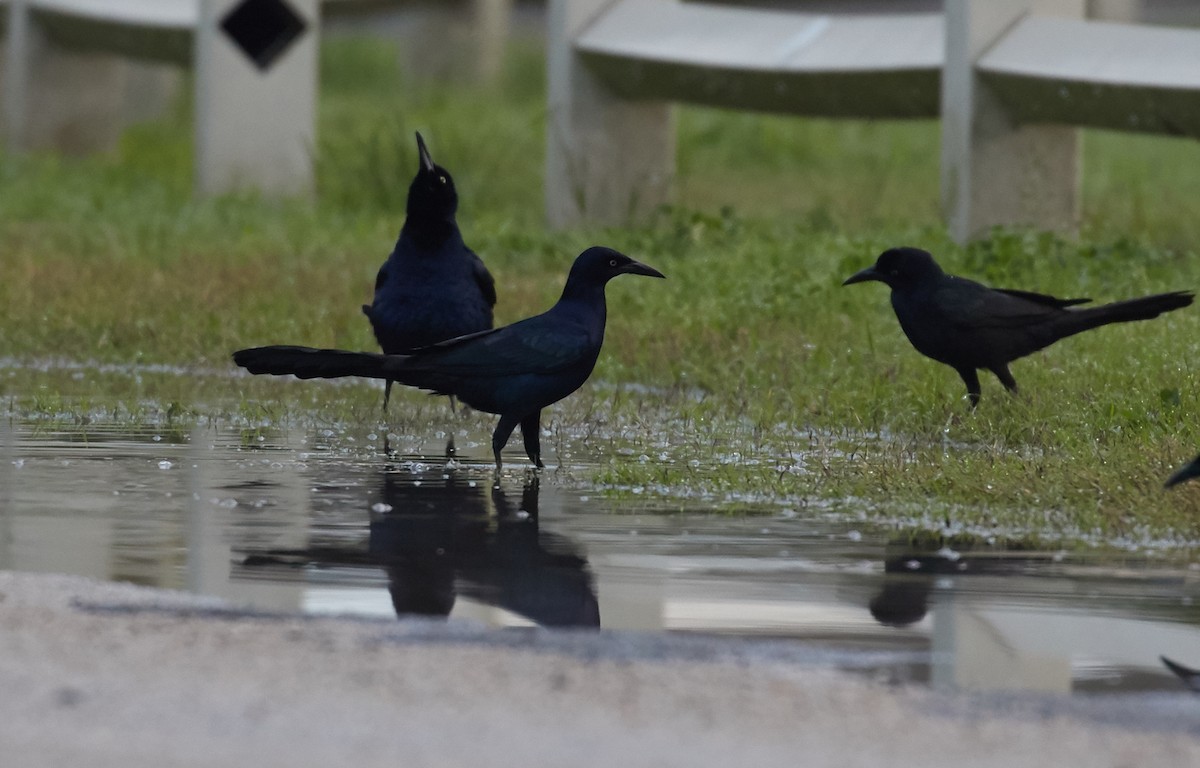Great-tailed Grackle - ML59127831