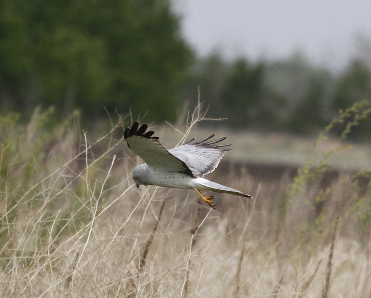 Northern Harrier - Gale Diakuw