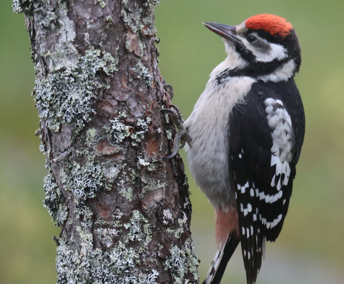 Great Spotted Woodpecker - ML591279811