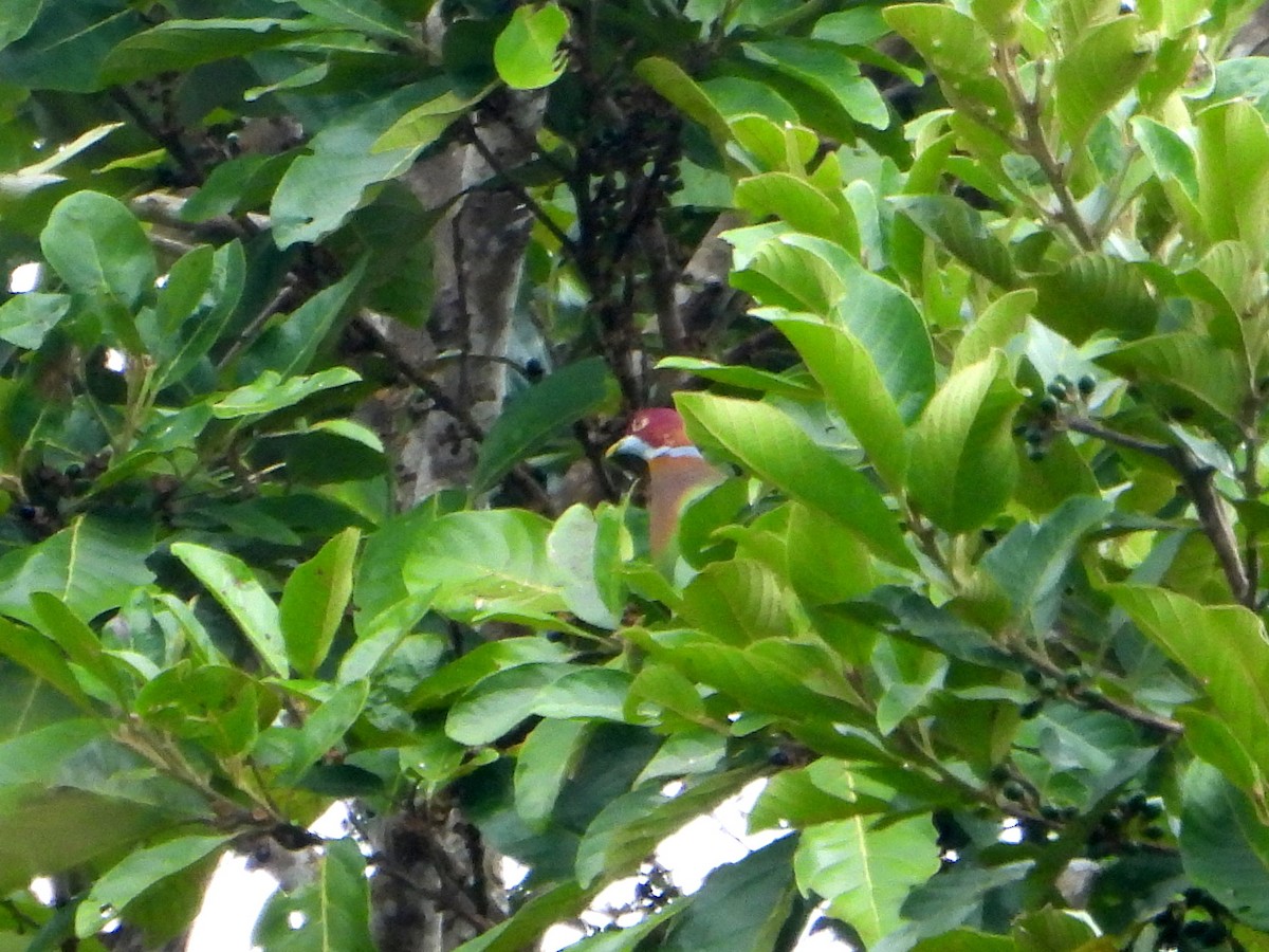 holub zdobený (ssp. ornatus) - ML591282341