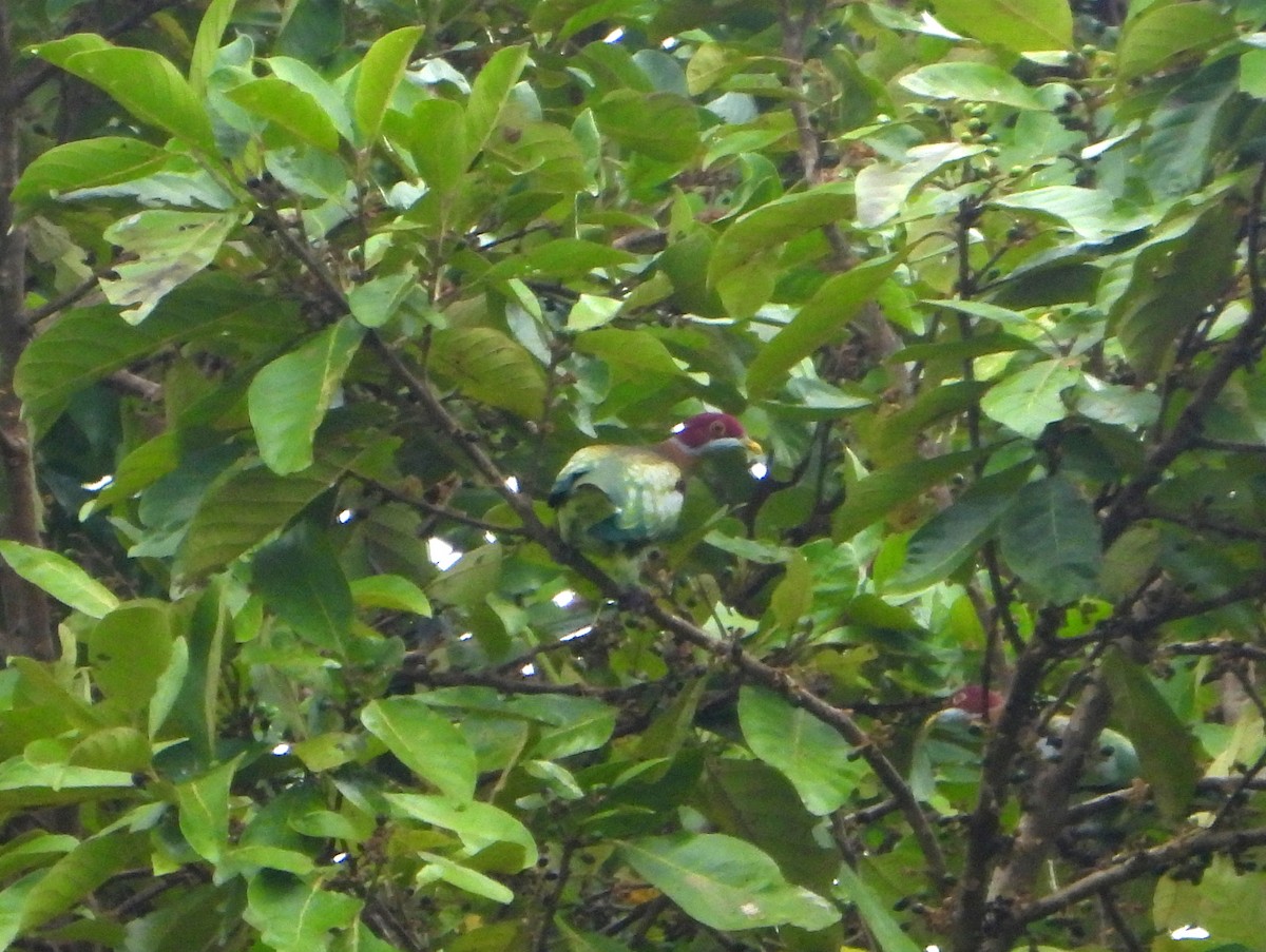 Ornate Fruit-Dove (Western) - ML591282351