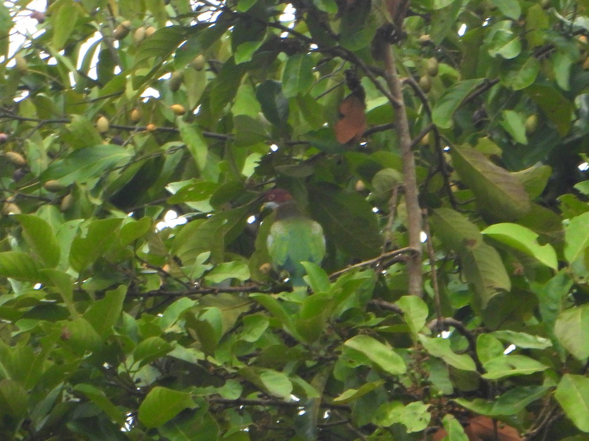 Süslü Meyve Kumrusu (ornatus) - ML591282361