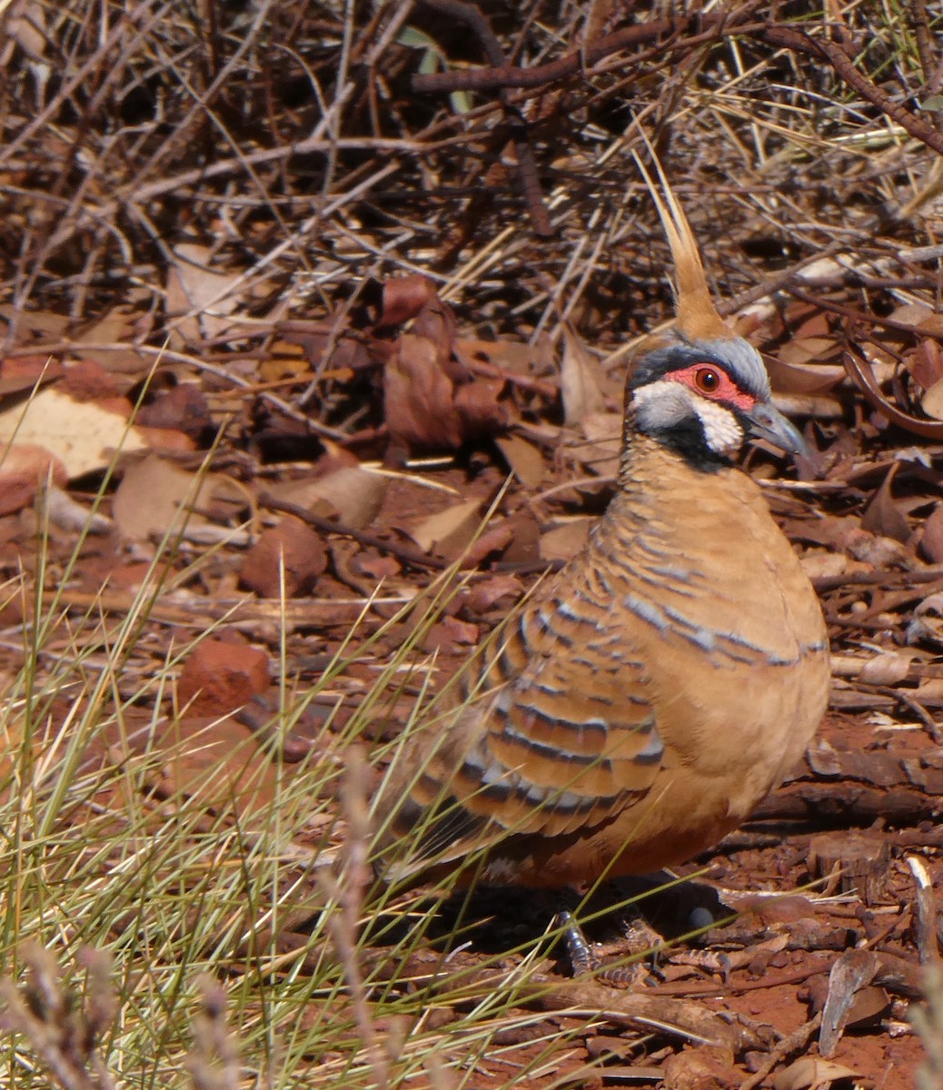 Spinifex Pigeon (Rufous-bellied) - ML591282371
