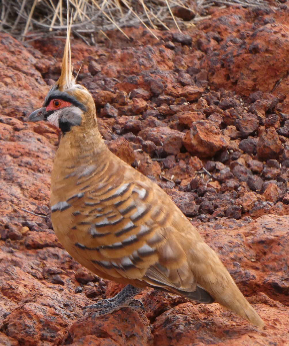 Spinifex Pigeon (Rufous-bellied) - ML591285131