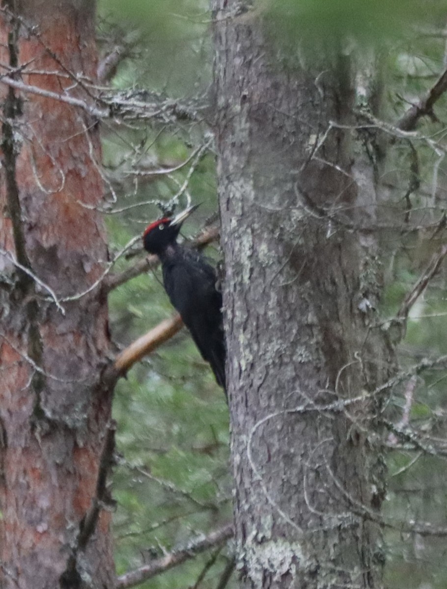 Black Woodpecker - ML591286161